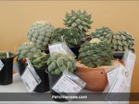 Ariocarpus